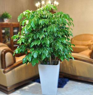綠植租擺的好處有哪些呢？