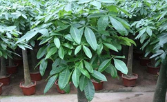 綠植室內最好養的是哪幾種？