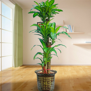辦公室綠植之巴西木怎么養護